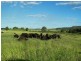 Wandoan QLD 4419