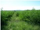 Wandoan QLD 4419
