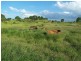 Wandoan QLD 4419