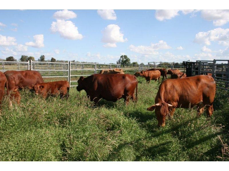 Meandarra QLD 4422
