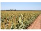 Meandarra QLD 4422