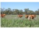Meandarra QLD 4422