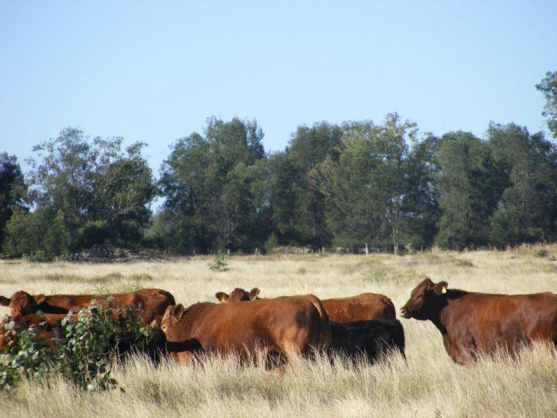 Meandarra QLD 4422