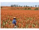 Meandarra QLD 4422