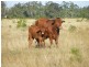 Meandarra QLD 4422