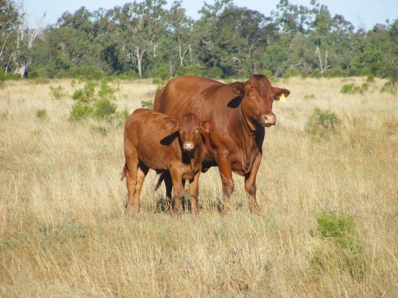 Meandarra QLD 4422