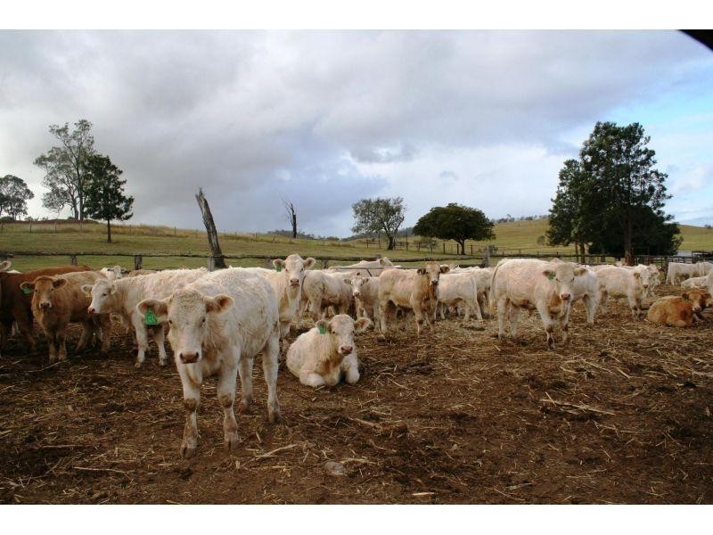 Cinnabar QLD 4600