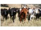 Tansey QLD 4601