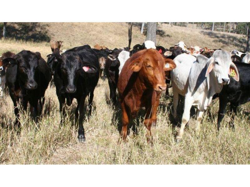 Tansey QLD 4601