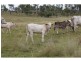 Eidsvold QLD 4627