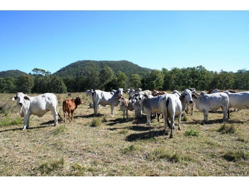 Wonbah Forest QLD 4671