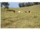 Cinnabar QLD 4600