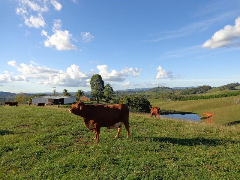 175 Diamondfield Road, Amamoor QLD 4570