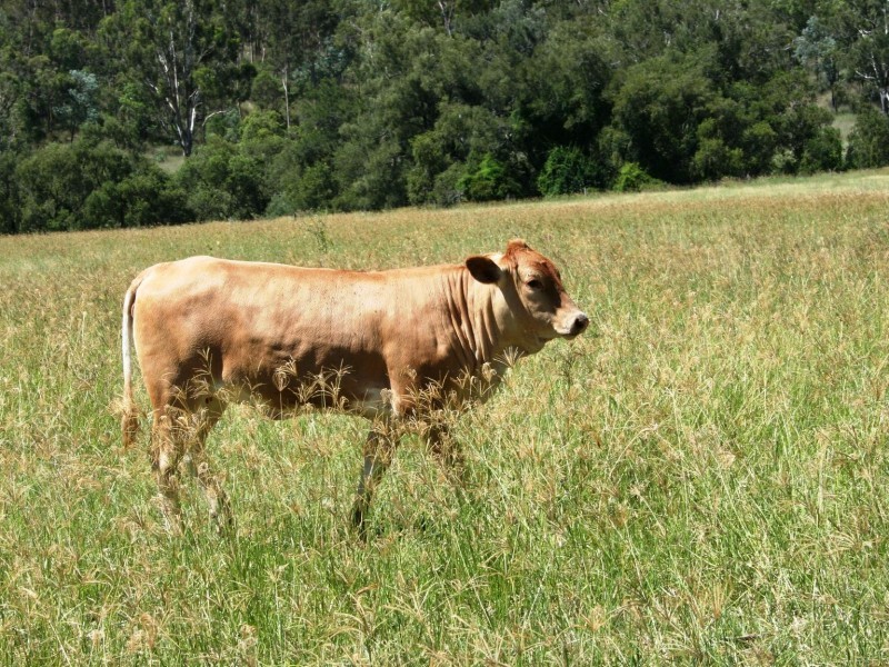 Tansey QLD 4601