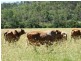 Tansey QLD 4601