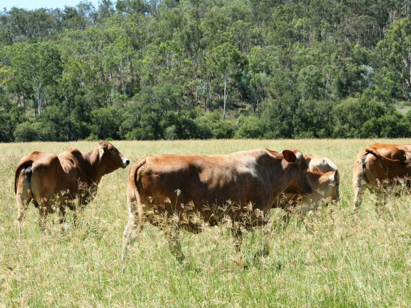 Tansey QLD 4601