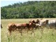 Tansey QLD 4601