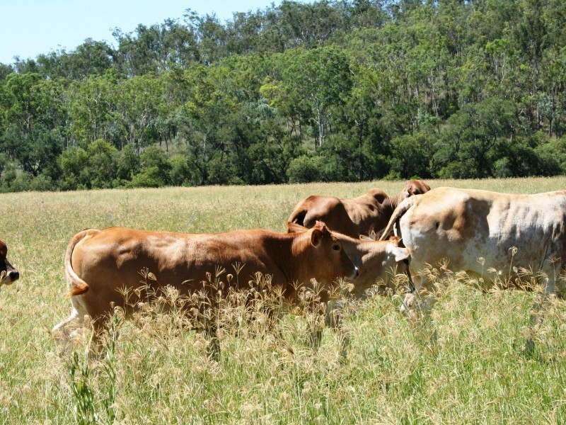 Tansey QLD 4601