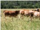 Tansey QLD 4601