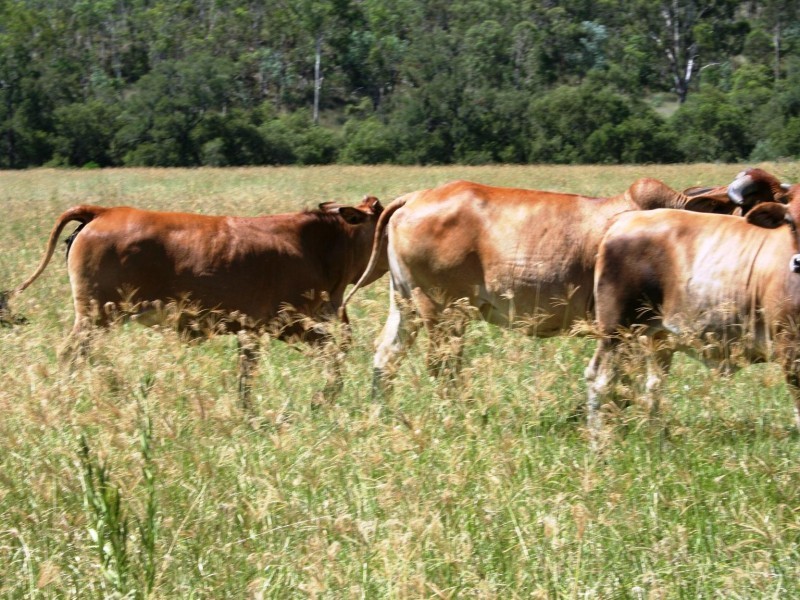 Tansey QLD 4601