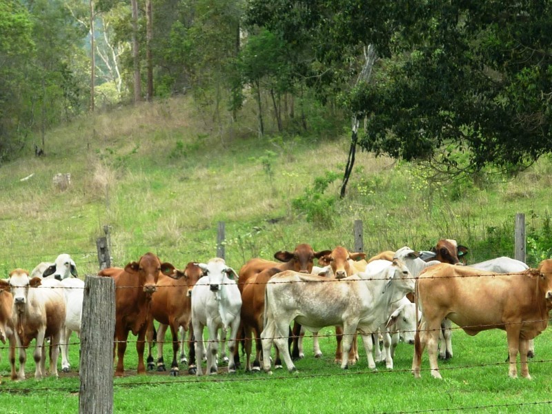 Mount Perry QLD 4671