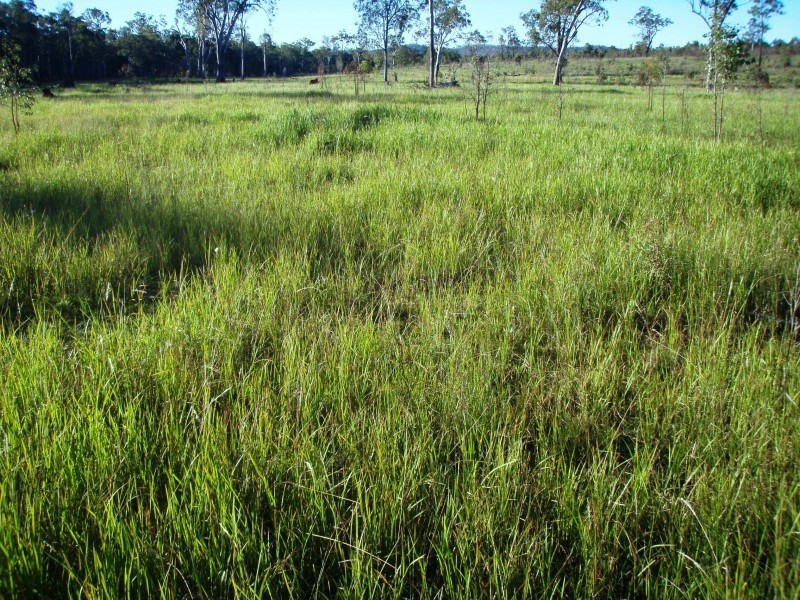 Golden Fleece QLD 4621