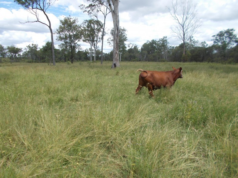 Golden Fleece QLD 4621