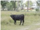 Golden Fleece QLD 4621