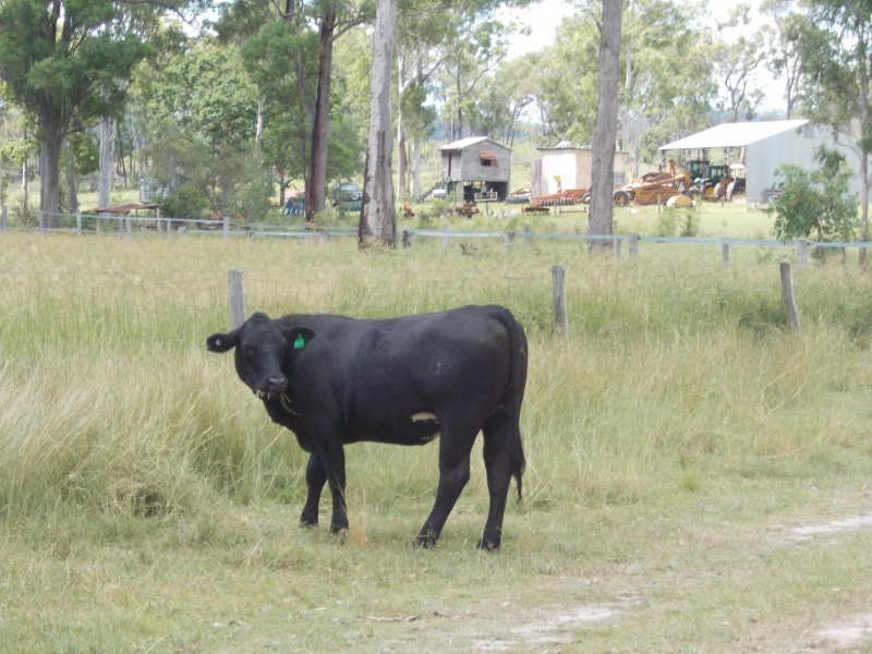 Golden Fleece QLD 4621