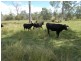 Golden Fleece QLD 4621