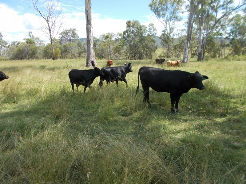 Golden Fleece QLD 4621