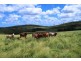 Tansey QLD 4601