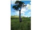 Tansey QLD 4601