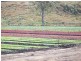 Lower Wonga QLD 4570