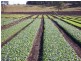 Lower Wonga QLD 4570