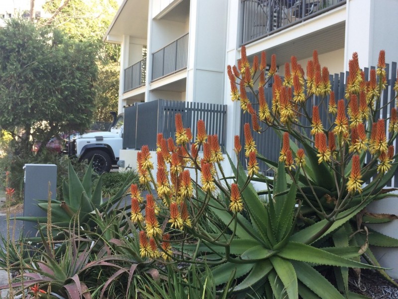 21W/18 Manning St, Milton QLD 4064