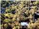 Bellbird Park QLD 4300