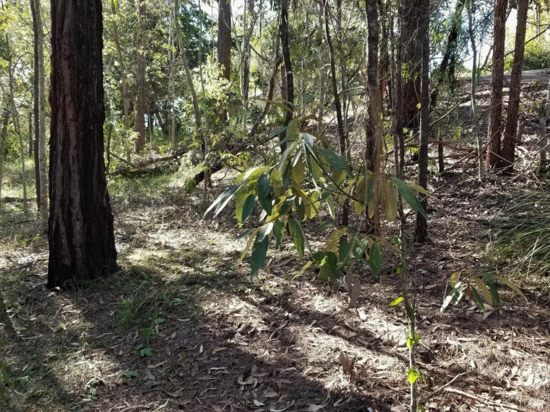 Bellbird Park QLD 4300