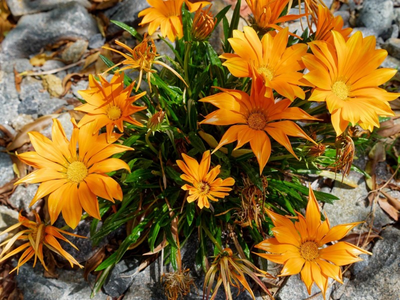 18 Spencer Street, Moss Vale NSW 2577