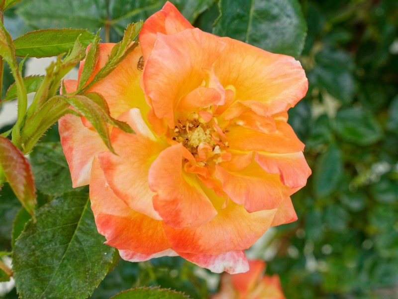 18 Spencer Street, Moss Vale NSW 2577