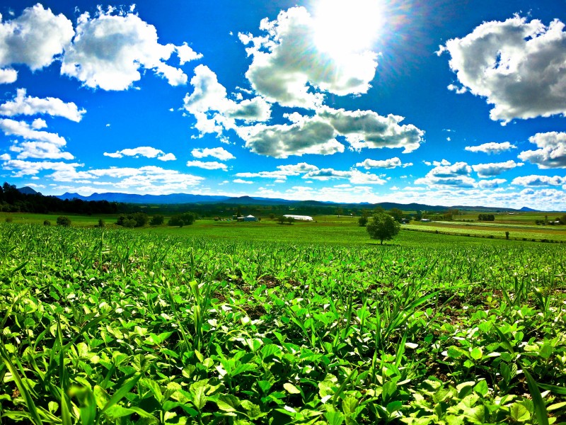 3 Tutin Road, Fassifern Valley QLD 4309