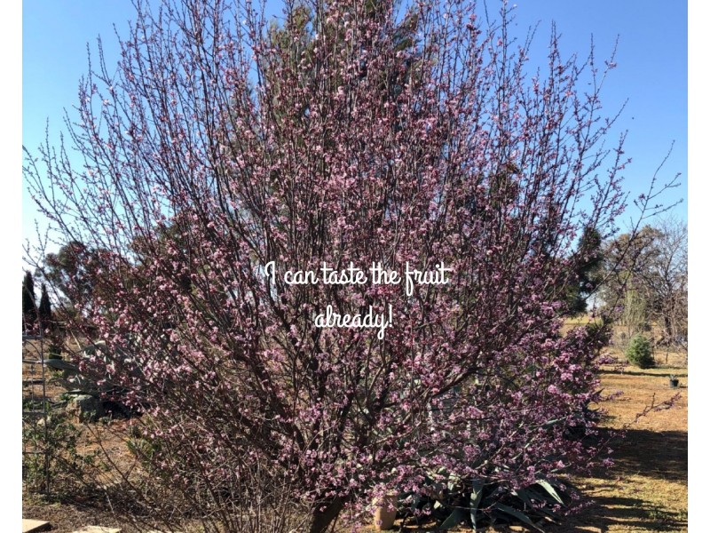 North Yeoval NSW 2868