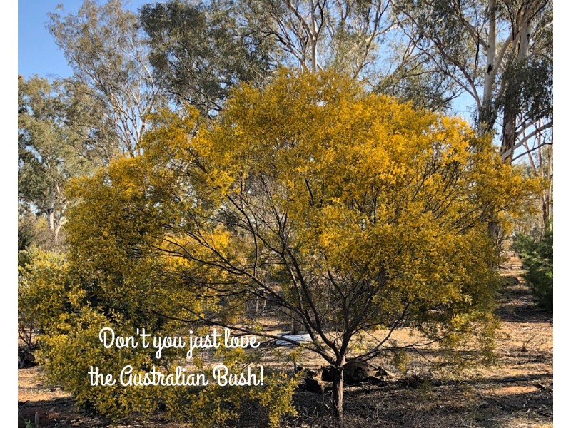 North Yeoval NSW 2868