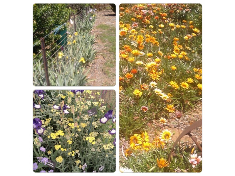 North Yeoval NSW 2868