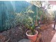 Chapel Hill QLD 4069