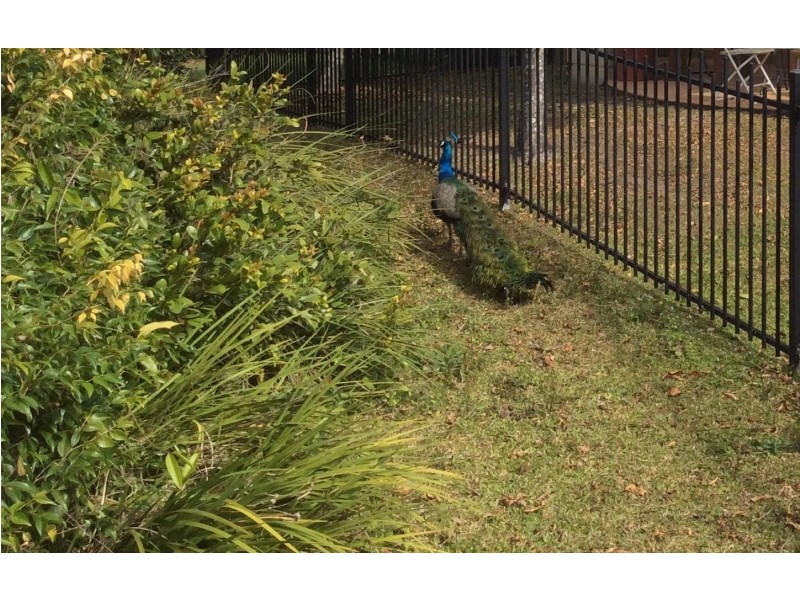 433 Brisbane Road, Arundel QLD 4214