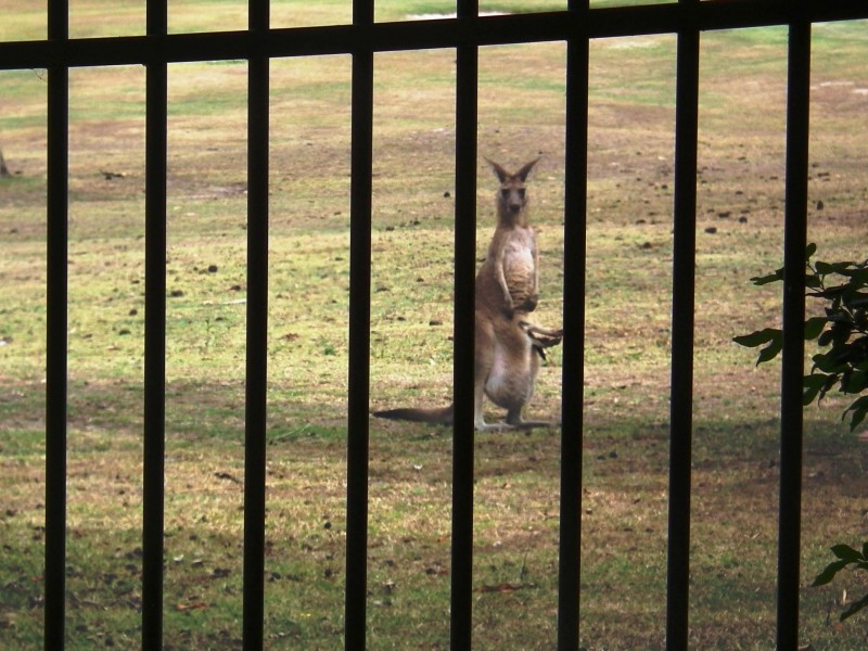 433 Brisbane Road, Arundel QLD 4214