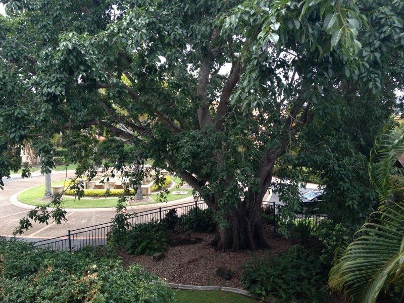 85 Palm Meadows Drive, Carrara QLD 4211