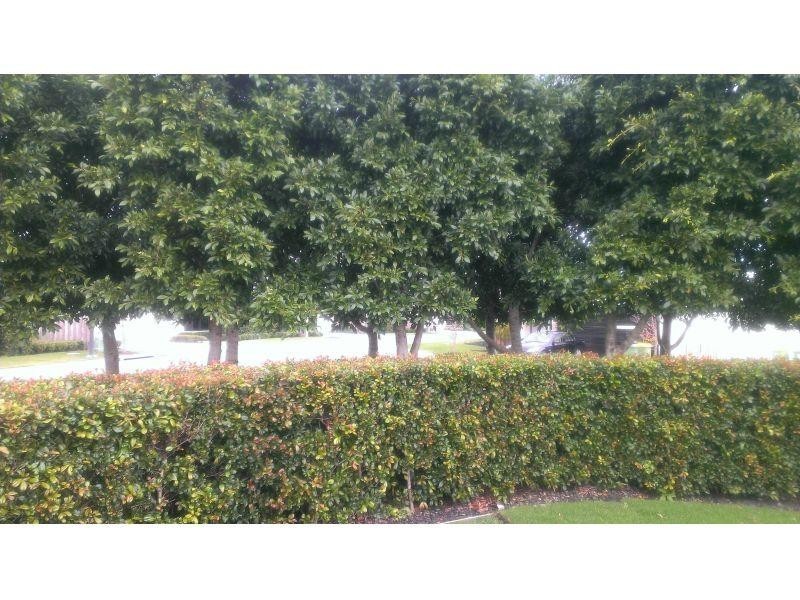 Benowa QLD 4217