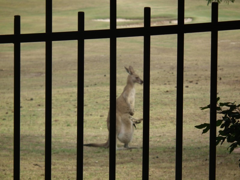 433  Brisbane Road, Arundel QLD 4214